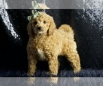 Small Photo #74 Cavapoo Puppy For Sale in WARSAW, IN, USA