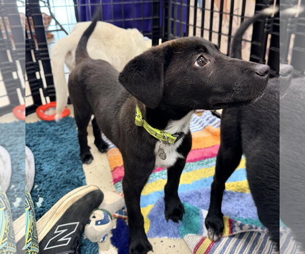 Medium Photo #3 Border Collie-Unknown Mix Puppy For Sale in Overland Park, KS, USA