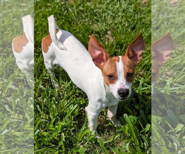 Medium Photo #4 Jack Chi Puppy For Sale in Oakhurst, NJ, USA