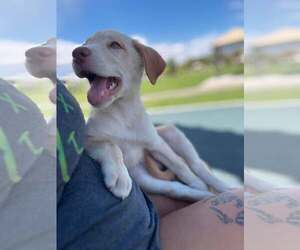 Sunny - Female Labrador Retriever-Unknown Mix Dog for Adoption - Photo #2