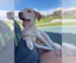 Small #1 Labrador Retriever Mix