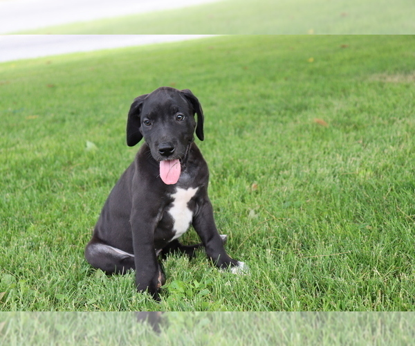 Medium Photo #1 Great Dane Puppy For Sale in SHILOH, OH, USA