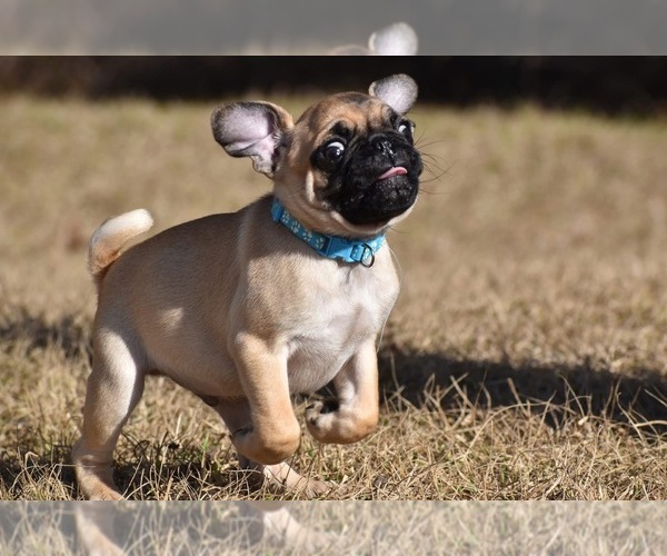Medium Photo #4 Pug Puppy For Sale in PALM COAST, FL, USA