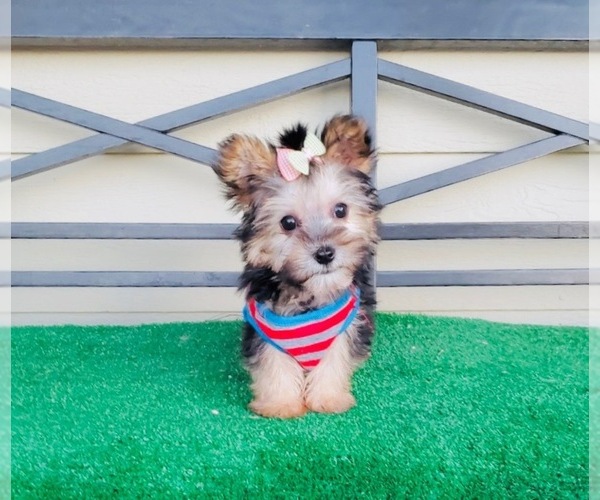 Medium Photo #1 Morkie Puppy For Sale in SANTA CLARITA, CA, USA