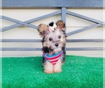 Small Photo #1 Morkie Puppy For Sale in SANTA CLARITA, CA, USA