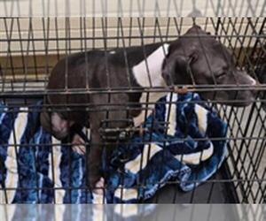 Mutt Dogs for adoption in Texas City, TX, USA