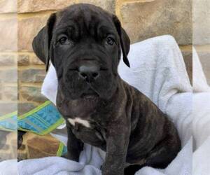 Cane Corso-Spanish Mastiff Mix Puppy for sale in GAP, PA, USA