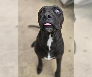 Labrador Retriever Dogs for adoption in San Antonio, TX, USA