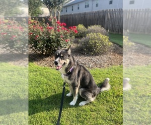 Border Collie-Siberian Husky Mix Puppy for sale in SNELLVILLE, GA, USA