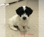 Small Photo #2 Coton de Tulear Puppy For Sale in DALLAS, TX, USA