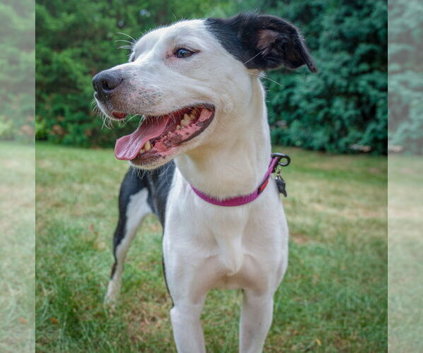 Medium Photo #8 American Staffordshire Terrier-English Springer Spaniel Mix Puppy For Sale in Huntley, IL, USA