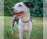 Small #7 American Staffordshire Terrier-English Springer Spaniel Mix