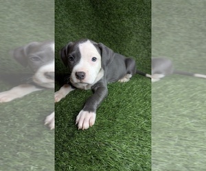 American Bully Puppy for sale in GROVETOWN, GA, USA