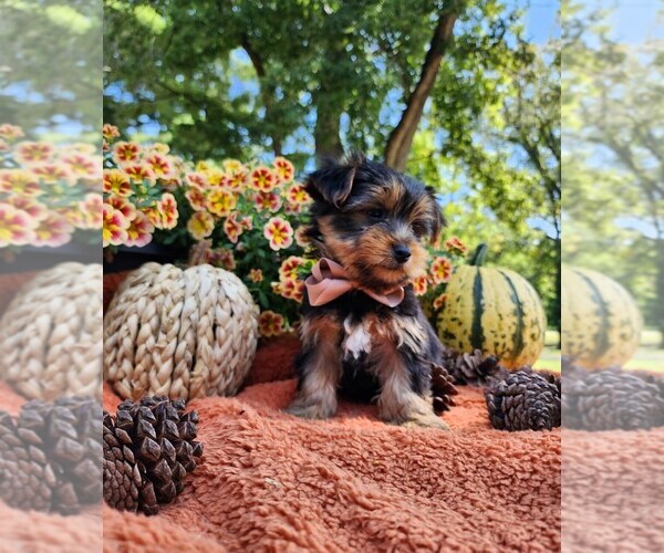 Medium Photo #3 Yorkshire Terrier Puppy For Sale in INDIANAPOLIS, IN, USA
