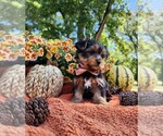 Small #2 Yorkshire Terrier