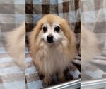 Small Photo #2 Pomeranian Puppy For Sale in Mukwonago, WI, USA