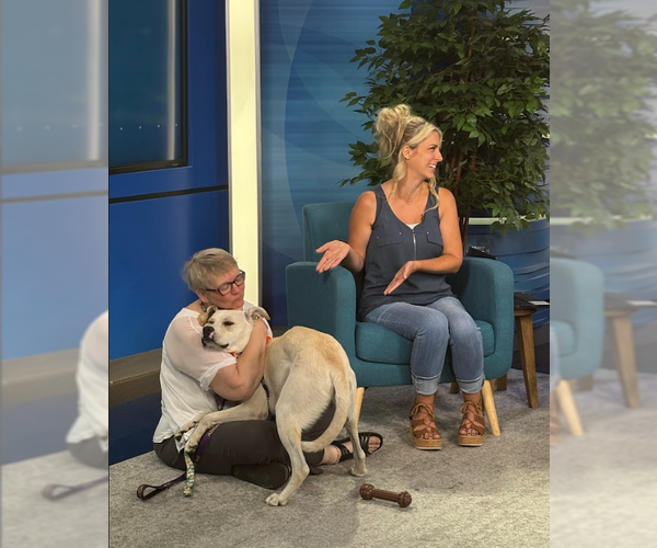 Medium Photo #20 Boxador Puppy For Sale in Princeton, MN, USA