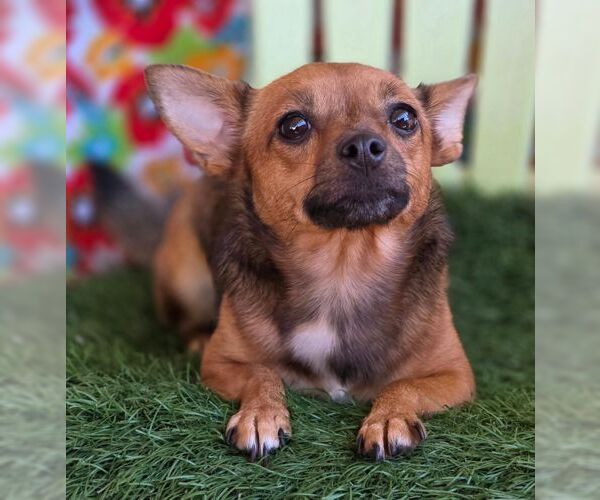 Medium Photo #4 Chiweenie Puppy For Sale in Tustin, CA, USA