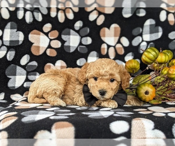 Medium Photo #5 Bichpoo Puppy For Sale in CHRISTIANA, PA, USA