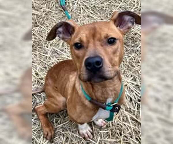 Medium Photo #7 American Pit Bull Terrier-Unknown Mix Puppy For Sale in Crete, IL, USA