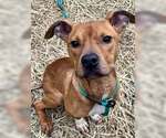 Small #6 American Pit Bull Terrier Mix