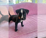Small Black Mouth Cur Mix