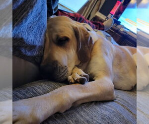 Luna Mae - Female Great Pyredane Dog for Adoption - Photo #3