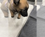 Small Photo #113 Belgian Malinois Puppy For Sale in REESEVILLE, WI, USA
