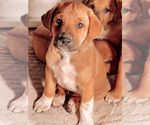 Puppy 1 Great Pyrenees-Rhodesian Ridgeback Mix
