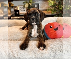 Boxer Puppy for sale in GREENWOOD, IN, USA
