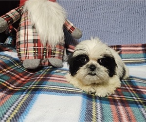 Shih Apso Puppy for sale in WALSH, IL, USA