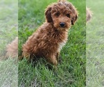 Small Photo #3 Goldendoodle Puppy For Sale in INDIANAPOLIS, IN, USA