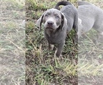 Small Photo #4 Labrador Retriever Puppy For Sale in MARTINSVILLE, IN, USA