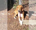 Small Photo #1 English Foxhound-Unknown Mix Puppy For Sale in Cary, NC, USA