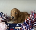 Small Photo #9 Goldendoodle Puppy For Sale in CAPE CORAL, FL, USA