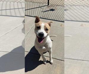 Mutt Dogs for adoption in Tulsa, OK, USA