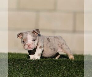 English Bulldog Puppy for sale in HOUSTON, TX, USA
