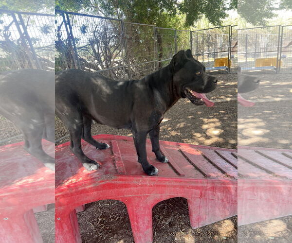 Medium Photo #4 Mutt Puppy For Sale in Goodyear, AZ, USA