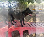 Small #3 Mutt