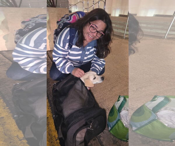 Medium Photo #2 Labbe Puppy For Sale in Sanford, FL, USA