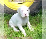Small Photo #62 Dogo Argentino Puppy For Sale in JANE, MO, USA