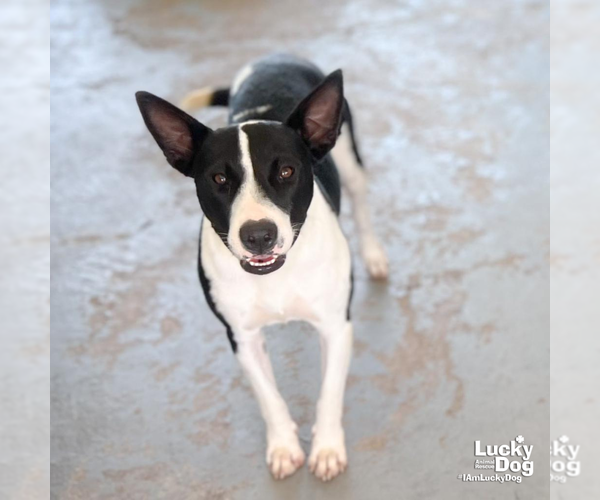 Medium Photo #7 Mutt Puppy For Sale in Washington, DC, USA