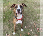 Small #9 American Pit Bull Terrier Mix
