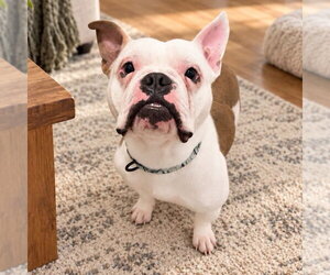 Bulldog-Unknown Mix Dogs for adoption in Las Vegas, NV, USA