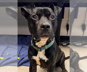 Medium American Pit Bull Terrier