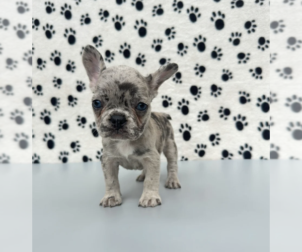 Medium Photo #2 French Bulldog Puppy For Sale in SARASOTA, FL, USA