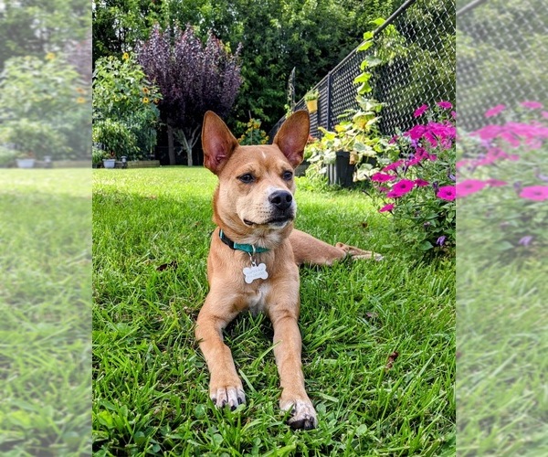 Medium Photo #19 Boston Terrier-Unknown Mix Puppy For Sale in Shermans Dale, PA, USA
