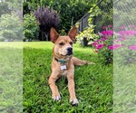 Small #18 Boston Terrier Mix