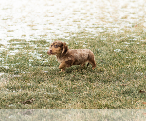 Dachshund Puppy for sale in MILFORD, IN, USA