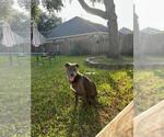 Small #55 Blue Lacy Mix